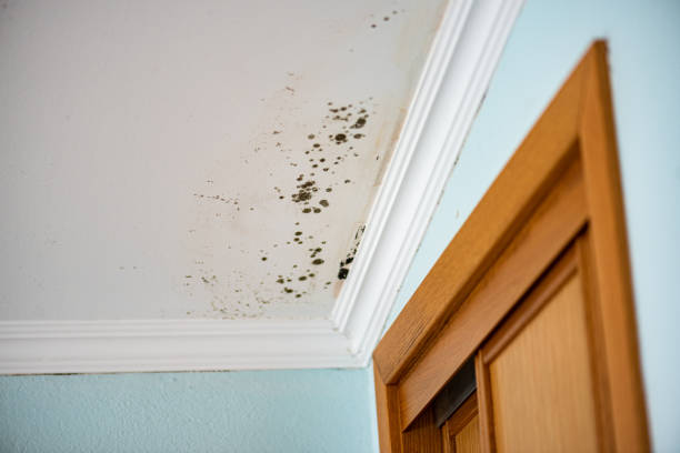 Best Environmental Consulting for Mold Prevention  in Rancho Laveras, CA